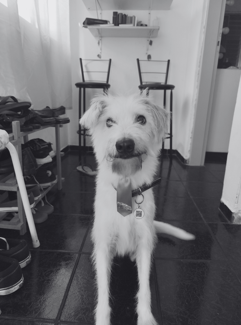 Não é só um&nbsp;cachorro!